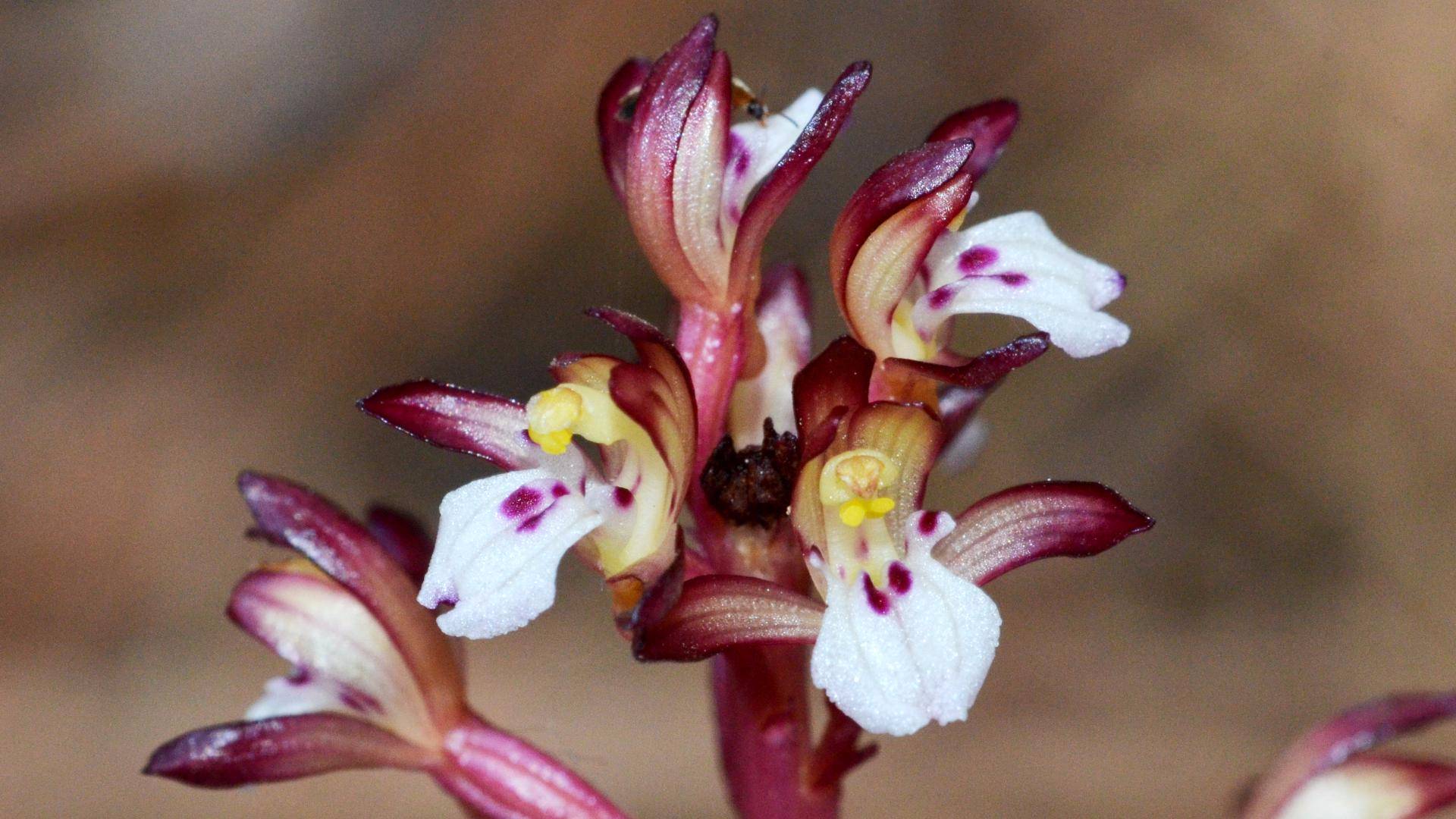 Spotted Coralroot